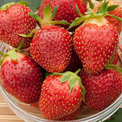 Jahoda ´Polka´ stredne skorá