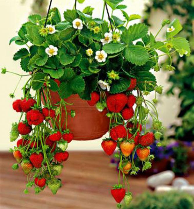 Jahoda ´Mara de Bois´ stálorodiaca odroda