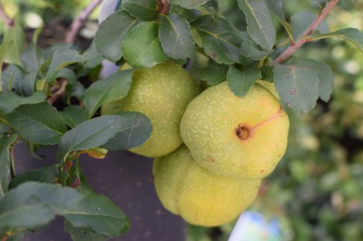 Dulovec japonský ´Sargentii´