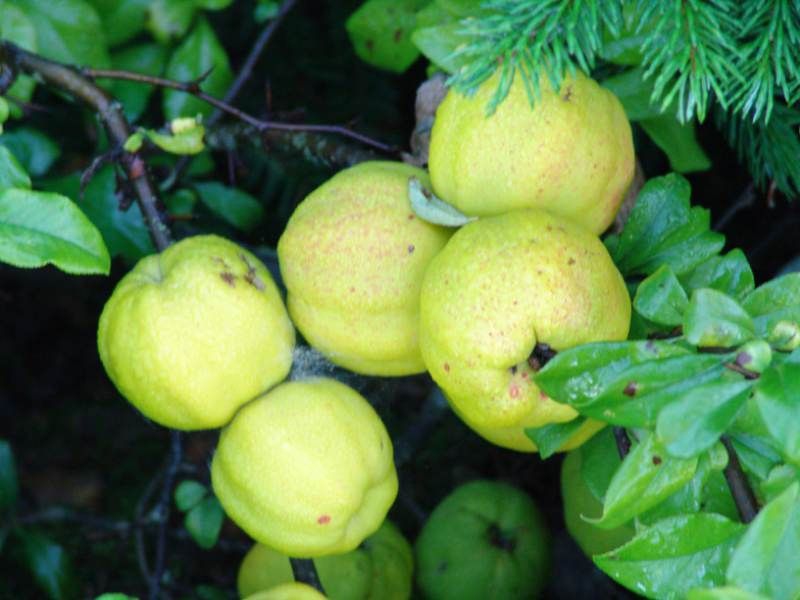 Dulovec nádherný ´Kinshiden´