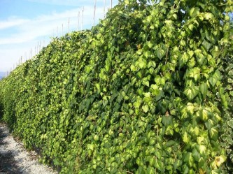 Brečtan kaukazský ´Sulphur Heart´