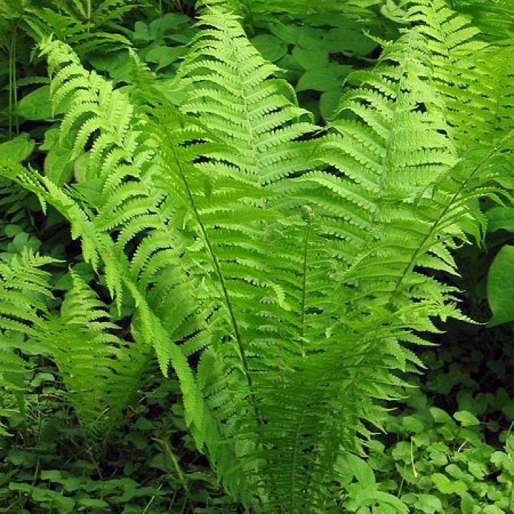 Papraď "Perovník pštrosí"