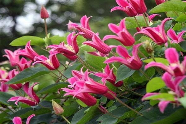 Plamienok ´Happy Diana´