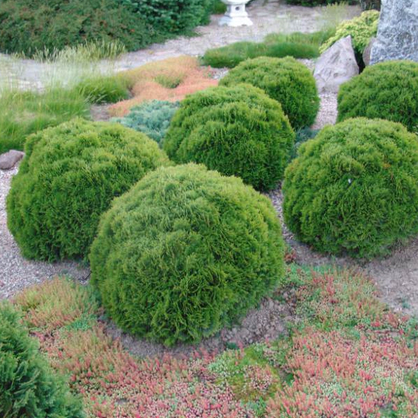 Tuja západná ´Danica´