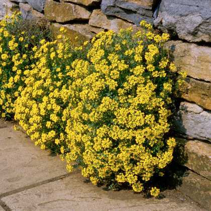 Taričník skalný ´Gold Cushion´