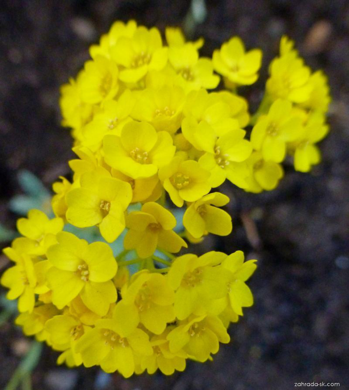 Taričník skalný ´Gold Cushion´