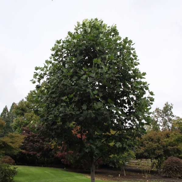 Ľaliovník tulipánokvetý  (Liriodendron tulipifera) 175cm