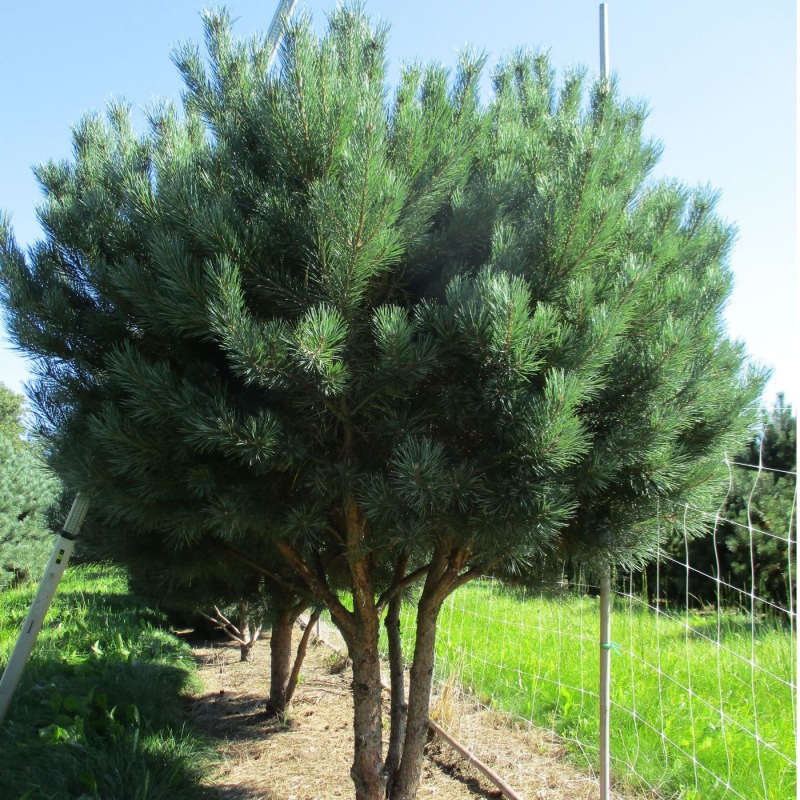 Borovica lesná ´Watererii´