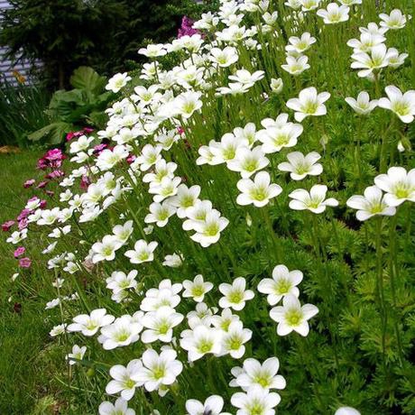 Lomikameň ’White Star’