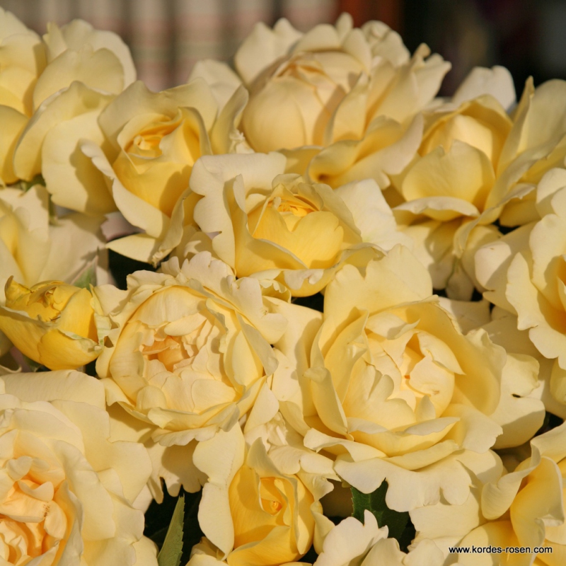 Ruža stromčeková ´WINTER SUN´