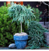 Céder himalájsky "Feeling Blue"