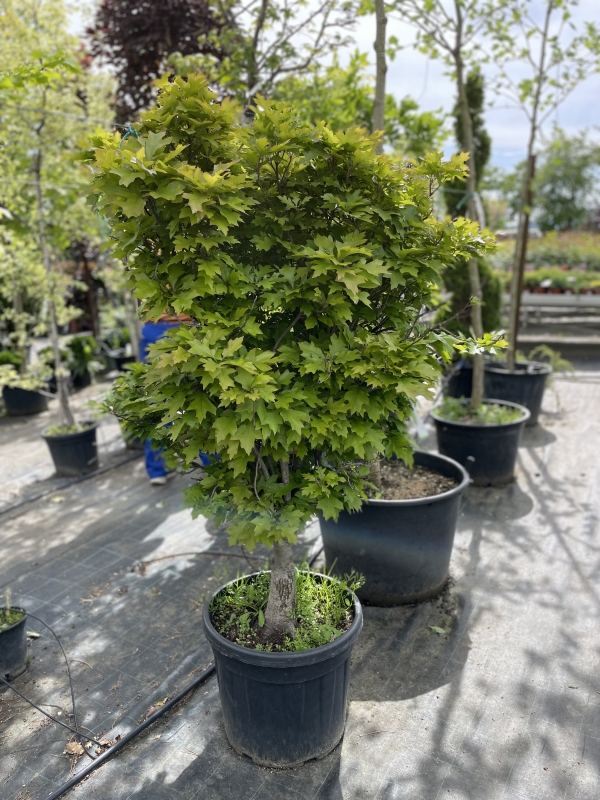 Dub močiarny ´Green Dwarf´ Ball