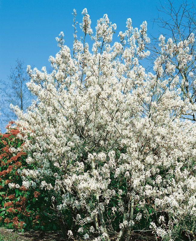 Muchovník Lamarckov 120 - 140cm