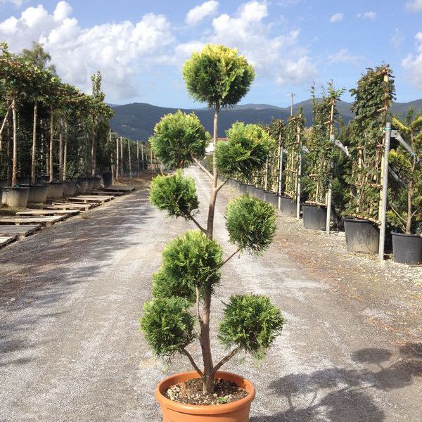 Cyprusovec leylandský PON PON 160cm