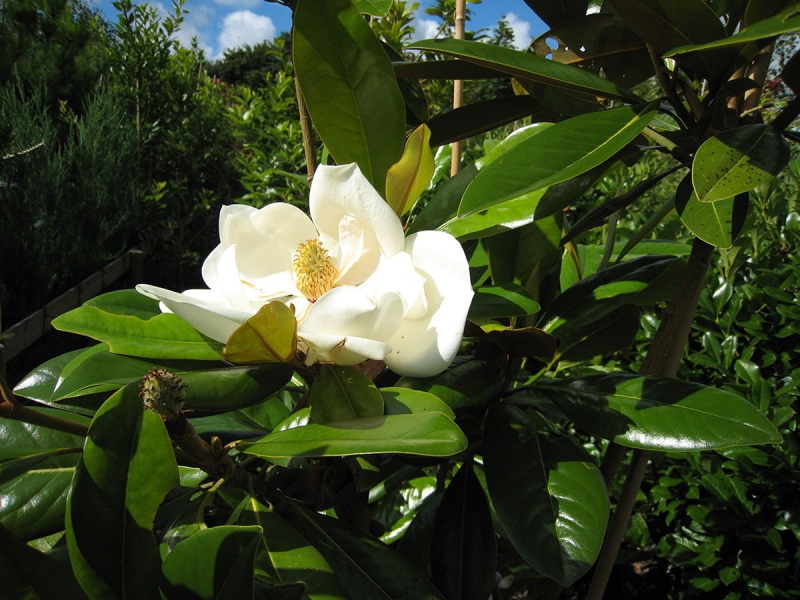 Magnólia veľkokvetá ´GALISSONNIÉRE´ na kmienku