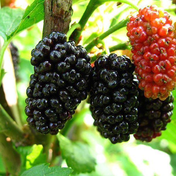 Moruša previslá  (čierne plody) 190cm