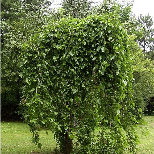 Moruša previslá  (čierne plody) 190cm