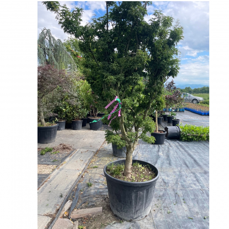 Javor  dlaňovitolistý ´Shishigashira´