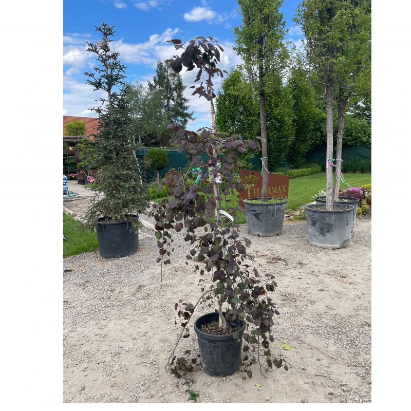 Judášovec kanadský ´Ruby Falls´