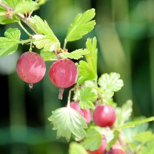 Egreš ´Kameniar´ Stromčekový, kont. 2l