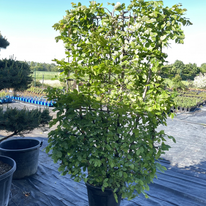 Hrab obyčajný ´Stena 180x120cm´