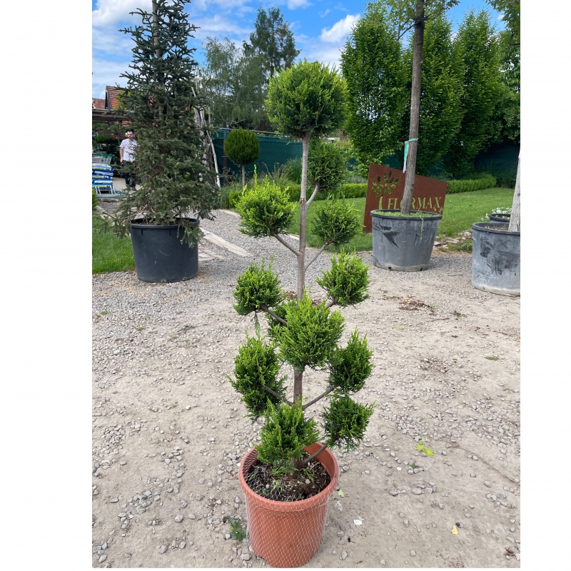 Cyprusovec leylandský PON PON 120cm