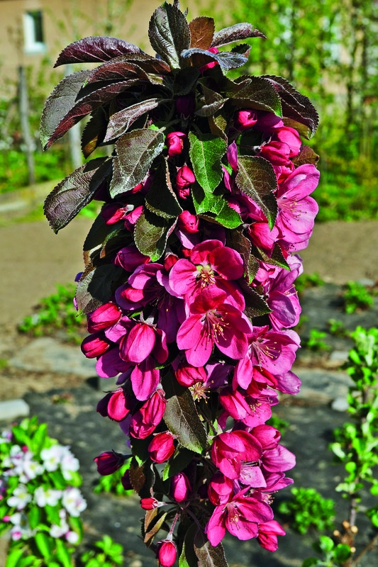 Jabloň stĺpová "Maypole" jesenná, podp. M7, kont. 5L