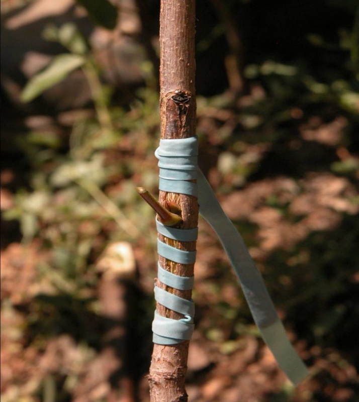 Štepárska gumička 160x4,5mm