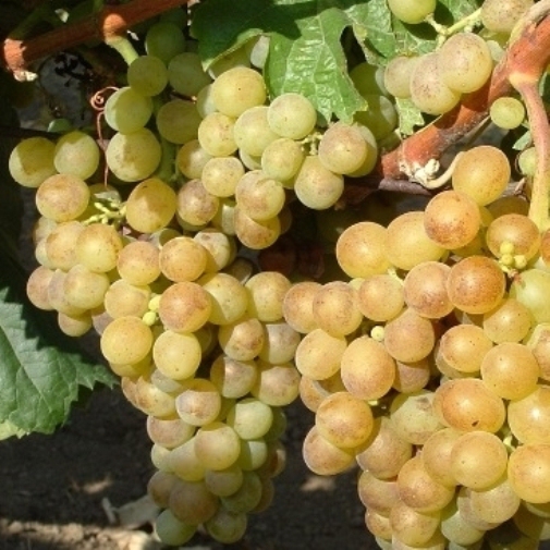 Vinič stolový ´Polockei Muskotal´