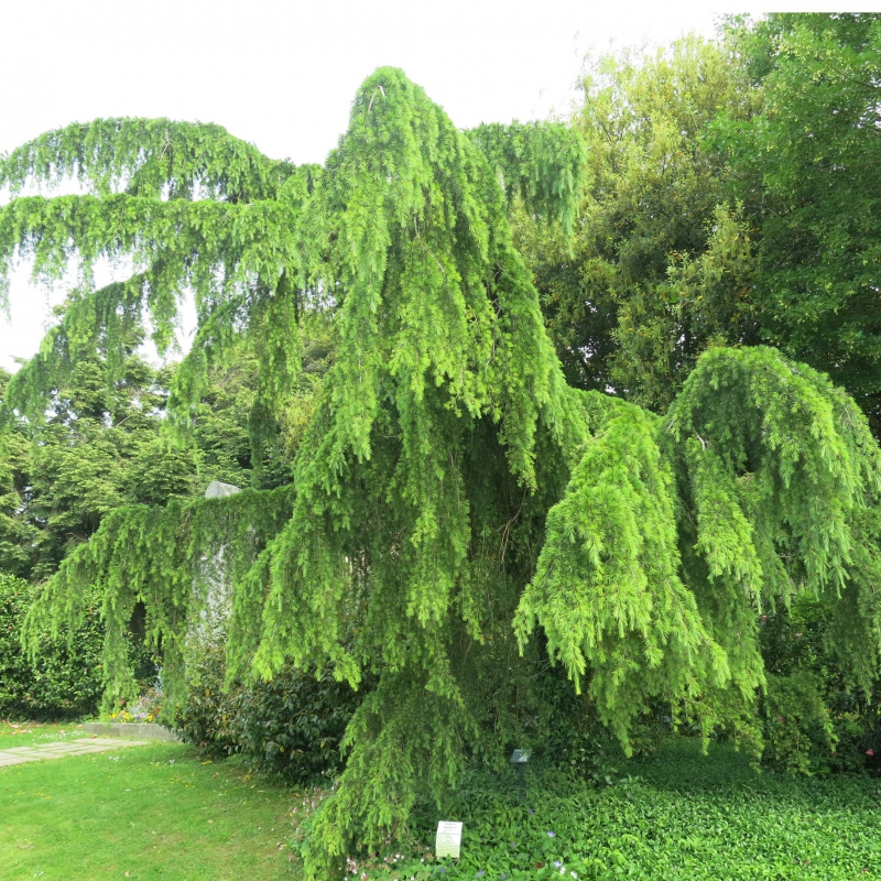 Céder himalájsky ´Pendula´ na kmienku