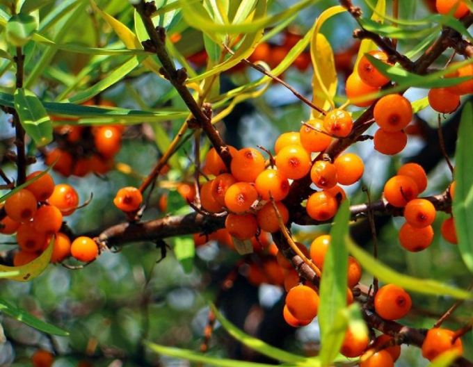 Rakytník samica ´Altajská´