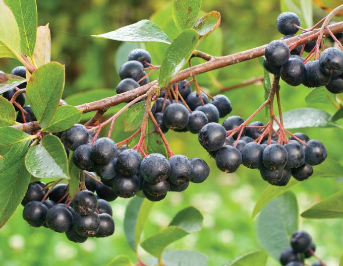 Aronia ´Hugin´