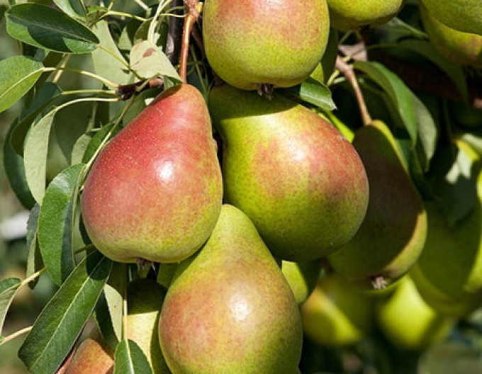 Hruška zakrpatená ´Gute Luise´ jesenná, podp. Dula, voľnok.