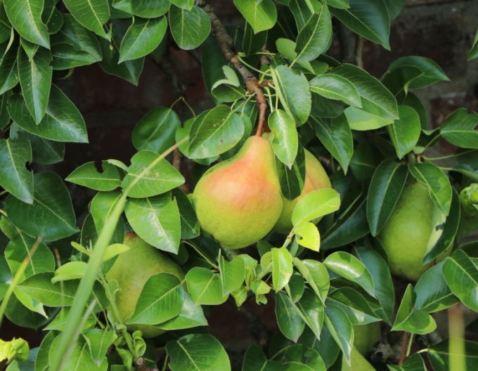 Hruška zakrpatená ´Gute Luise´ jesenná, podp. Dula, voľnok.