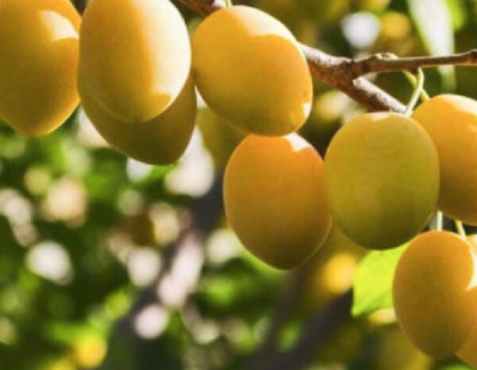 Slivka ´Špendlík žltý´