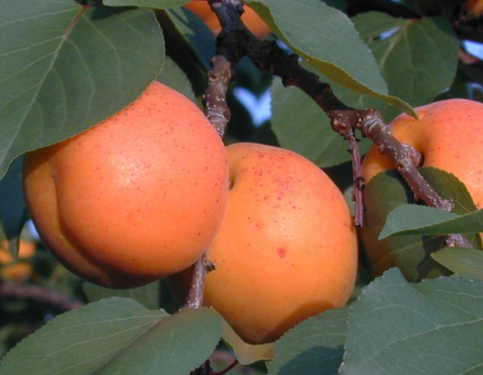 Marhuľa ´Goldrich´poloskorá, podp. Myrobalán, voľnok.