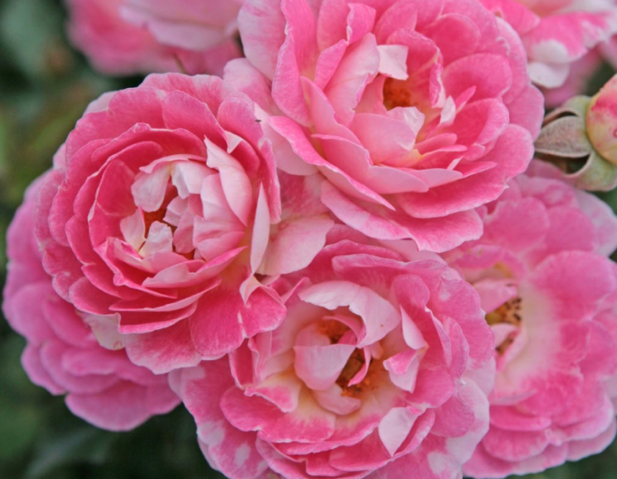 Ruža ´Flirt 2011´