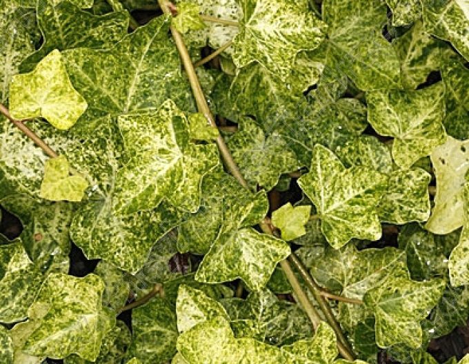 Brečtan popínavý ´Profesor Seneta´