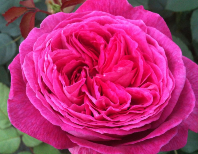 Ruža ´Freifrau Caroline´