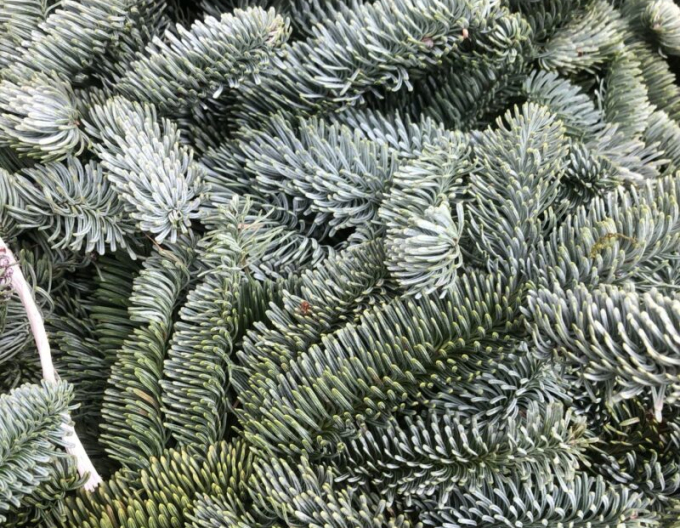 ČEČINA živá - Nobilis 5kg