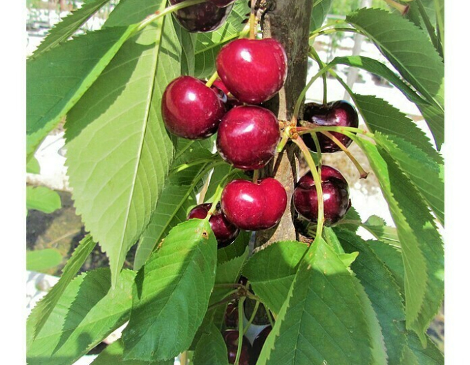 Čerešňa stĺpová ´Viktoria´, kont. 5l