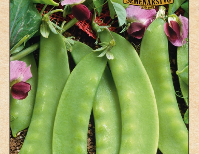 Semenárstvo Hrach siaty cukrový ´Carouby´