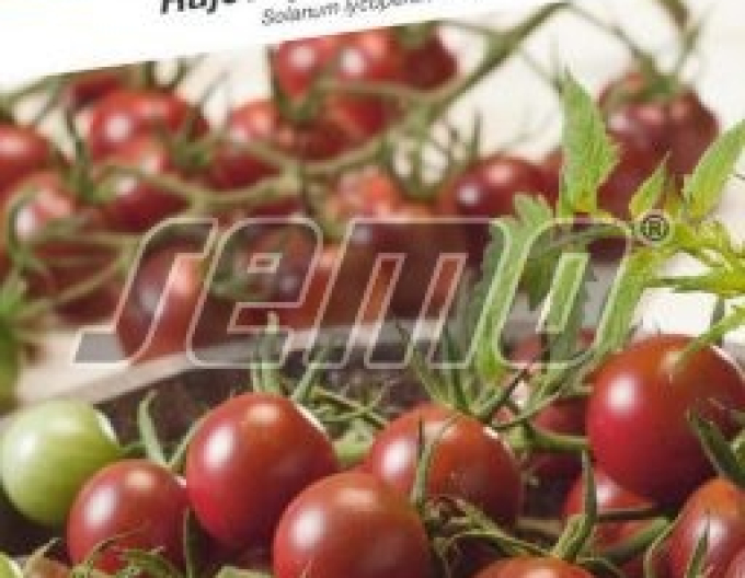 Semo Rajčiak kolíkový ´Sunchocola F1´