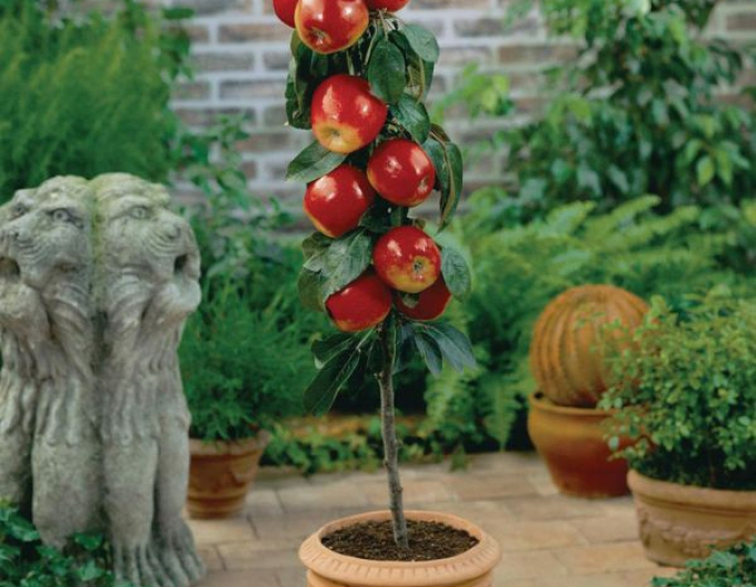 Jabloň stĺpová "Waltz" jesenná, podp. MM106, kont. 5l