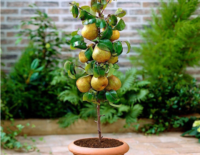 Hruška stĺpovitá "Concorde" 2l