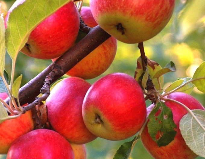 Jabloň "Rubinola" zimná, podpn. A2, voľnok.