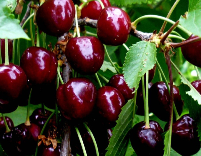 Čerešňa "Burlat" skorá, podp.Mahalebka, voľnok.