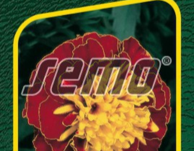 Semo Aksamietnica rozložitá ´Harmony Boy´