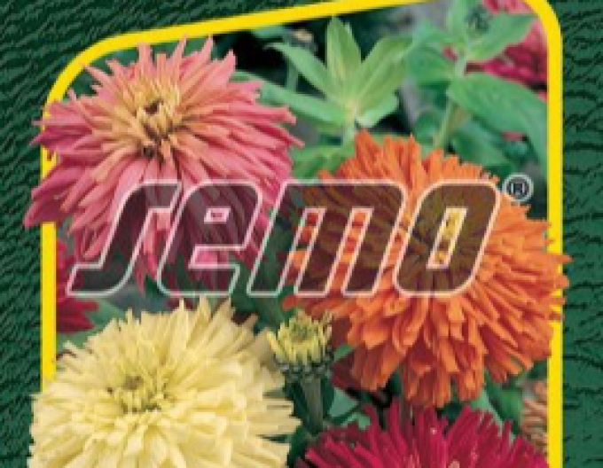 Semo Cínia kaktusokvetá ´Zmes´