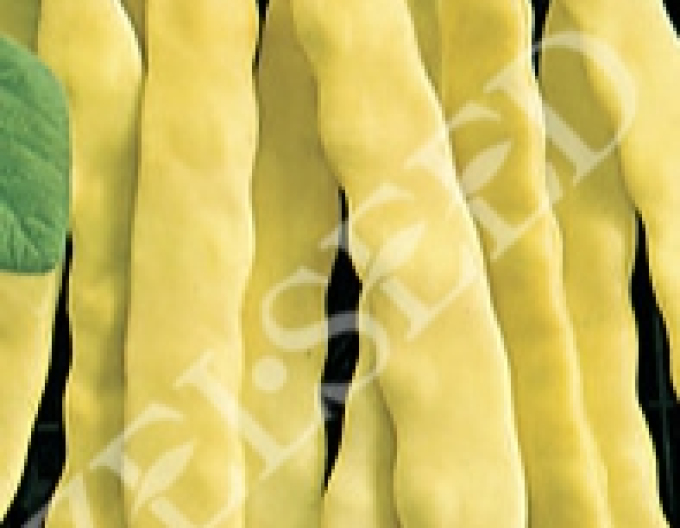 Zelseed Fazuľa záhradná tyčová ´Anita´